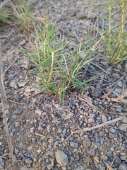 Distichlis distichophylla