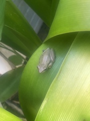 Litoria adelaidensis
