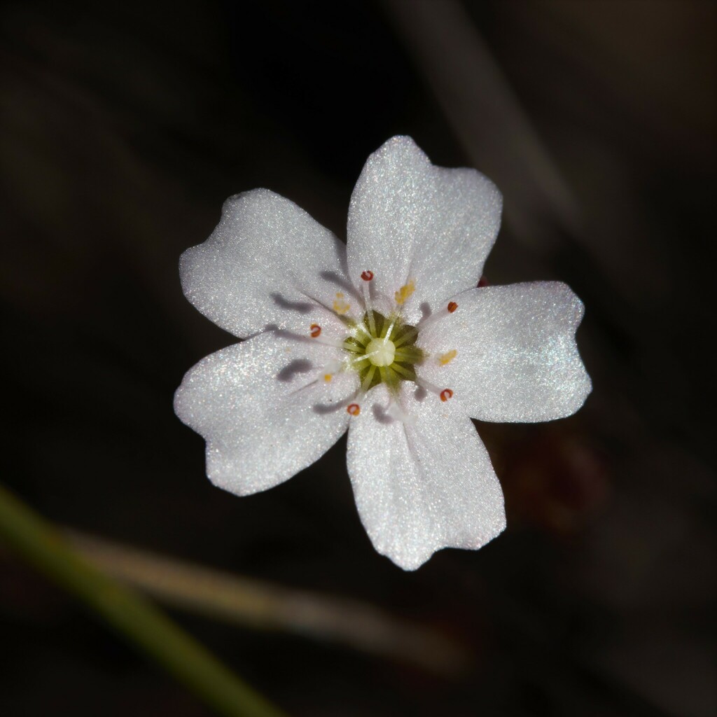 Drosera mannii, Ashendon WA 6111, Australia