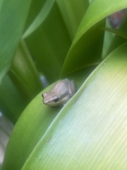 Litoria adelaidensis