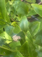 Litoria adelaidensis