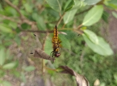 Aethriamanta brevipennis