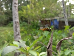 Aethriamanta brevipennis