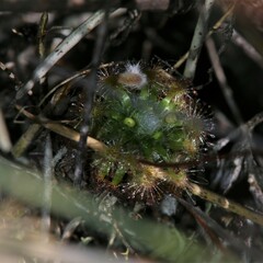 Drosera mannii