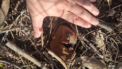 Pisolithus