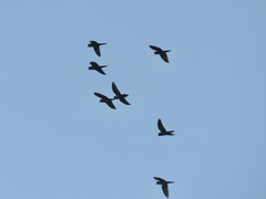 Brotogeris jugularis