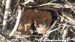 Pisolithus