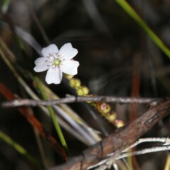 Drosera mannii