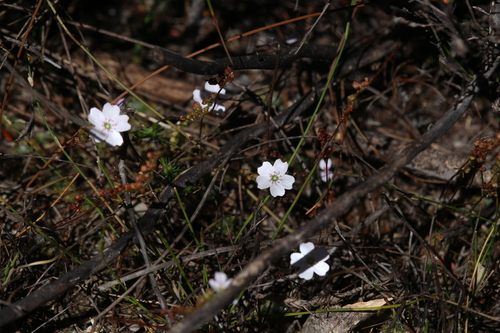 Drosera mannii