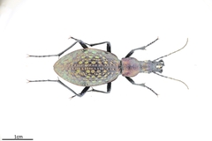 Carabus lopatini