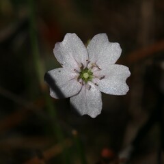 Drosera mannii