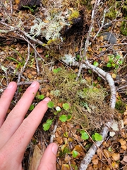 Lagenophora strangulata