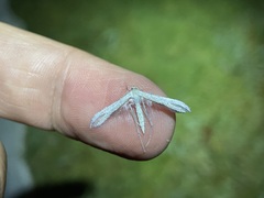 Pterophoroidea