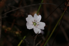 Drosera mannii