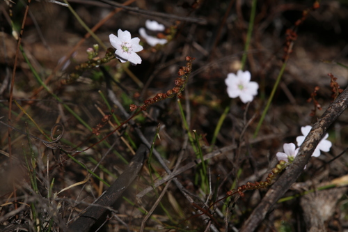 Drosera mannii
