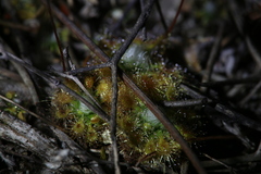 Drosera mannii