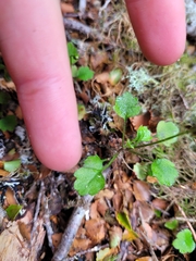 Lagenophora strangulata
