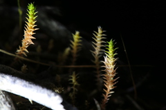 Selaginella gracillima