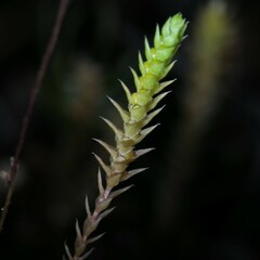 Selaginella gracillima