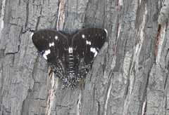 Platagarista macleayi