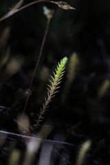 Selaginella gracillima