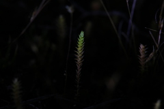 Selaginella gracillima