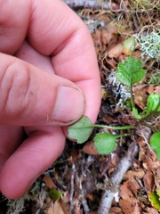Lagenophora strangulata
