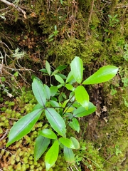 Raukaua simplex