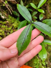 Raukaua simplex