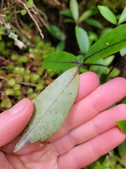 Raukaua simplex