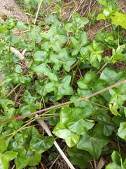 Pelargonium peltatum