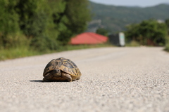 Testudo hermanni boettgeri