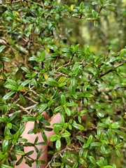 Coprosma pseudocuneata