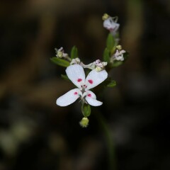 Stylidium guttatum