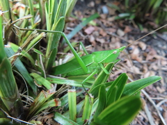 Euconocephalus varius