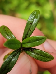 Coprosma pseudocuneata