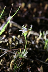Stylidium guttatum