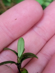 Coprosma pseudocuneata