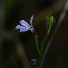 Lobelia anceps