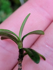 Coprosma pseudocuneata