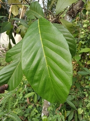 Artocarpus hirsutus