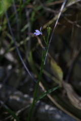 Lobelia anceps