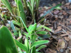 Euconocephalus varius