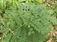 Adenanthera pavonina