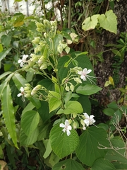 Clerodendrum infortunatum