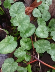 Ficaria verna