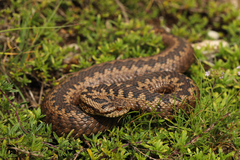 Vipera graeca