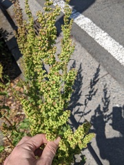 Rumex