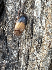 Phyllotocus macleayi