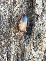 Phyllotocus macleayi